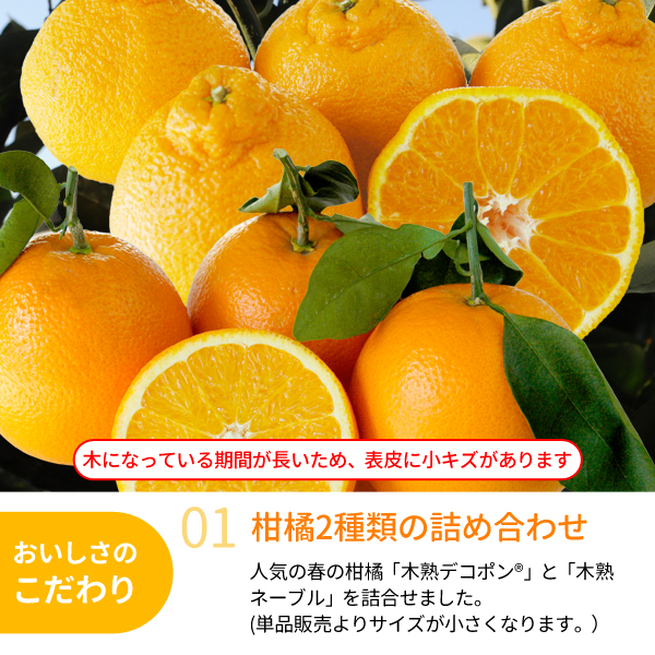 デコポン・ネーブルセット