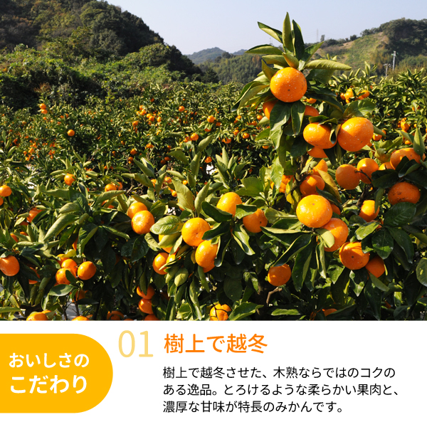 越冬木熟みかん