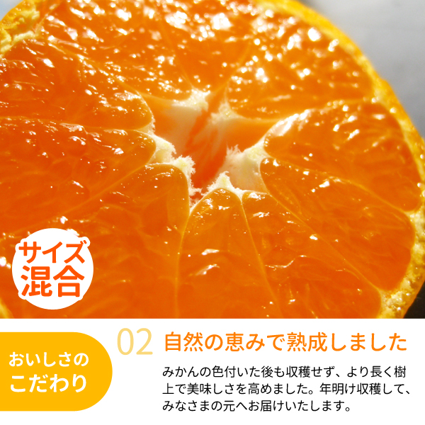 越冬木熟みかん