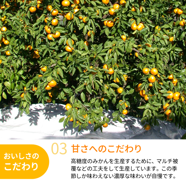 越冬木熟みかん