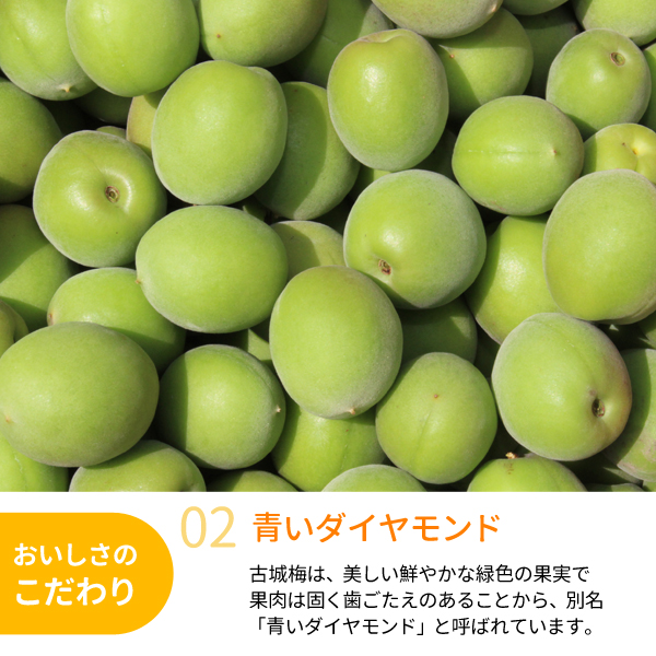 送料無料】＜梅ジュース・梅酒用＞古城梅（Lサイズ） 約5kg 紀州梅干し