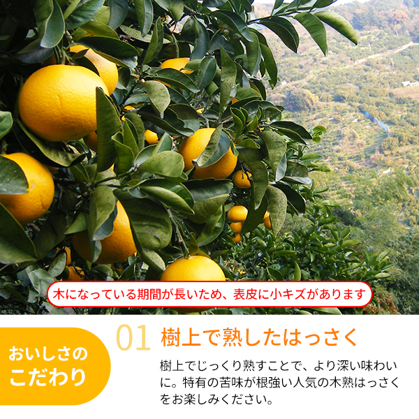 送料無料】木熟はっさく 約5kg（15～17玉入り） 紀州梅干し・みかんの