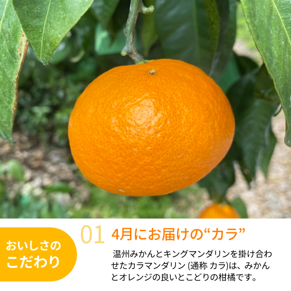 りー 8kg（4kg×2箱）カラマンダリン 香川県産　贈答品にも 送料無料】カラ(カラマンダリン) 約5kg 紀州梅干し・みかんのJA