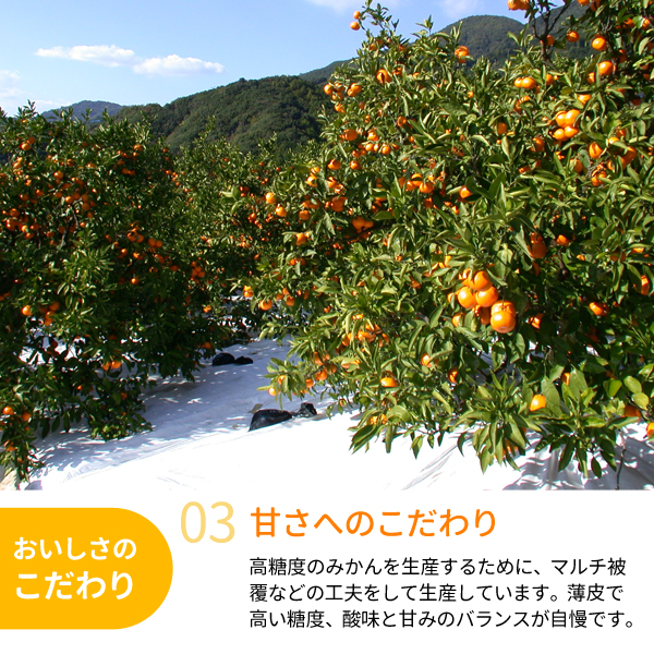 送料無料】木熟みかん「天」 3kg 紀州梅干し・みかんのJA