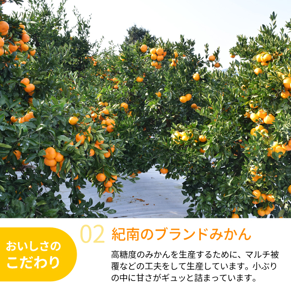 紀南みかん天