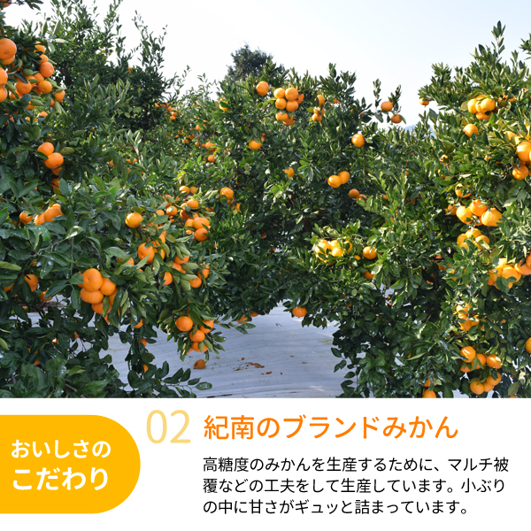 送料無料】旨味極撰 紀南みかん「天」 3kg 紀州梅干し・みかんのJA