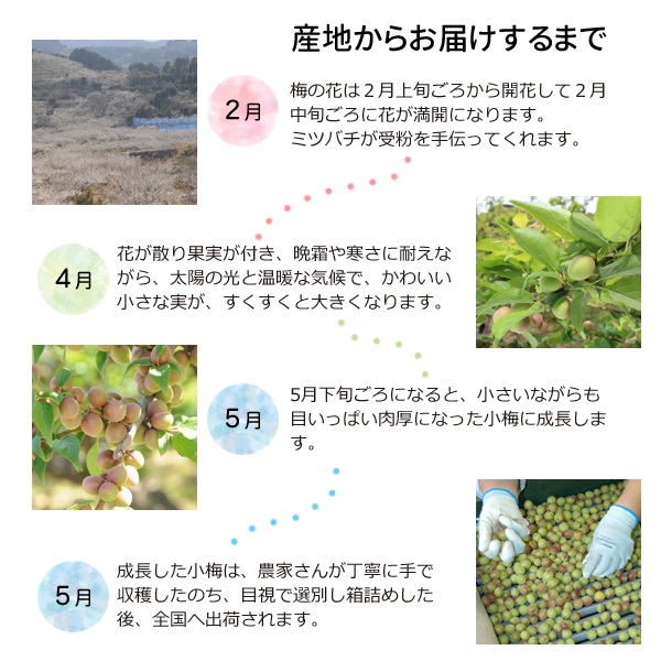 お届けするまで（小梅）