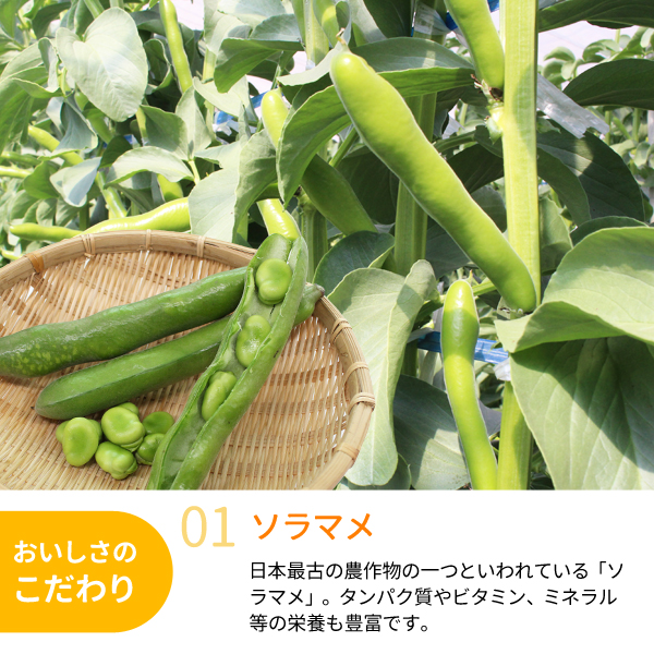 和歌山　そら豆　2粒　10kg オーガニック そら豆 7kg 有機栽培 鹿児島県産 農薬・化学肥料不