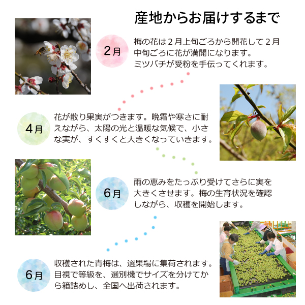 今年最後の南高梅5kg Mサイズ 梅干し、梅酒、梅ジュース最適 楽天市場】南高梅 【完熟梅】5kg 3Lサイズ（大粒) 送料無料