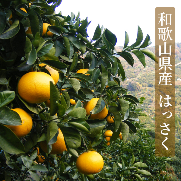 ドライフルーツはっさく
