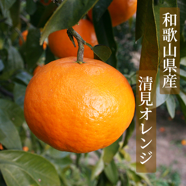 ドライフルーツ清見オレンジ