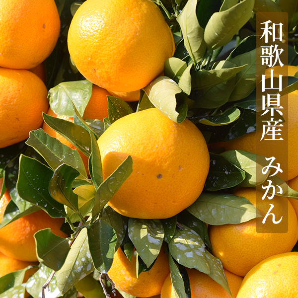 ドライフルーツみかん