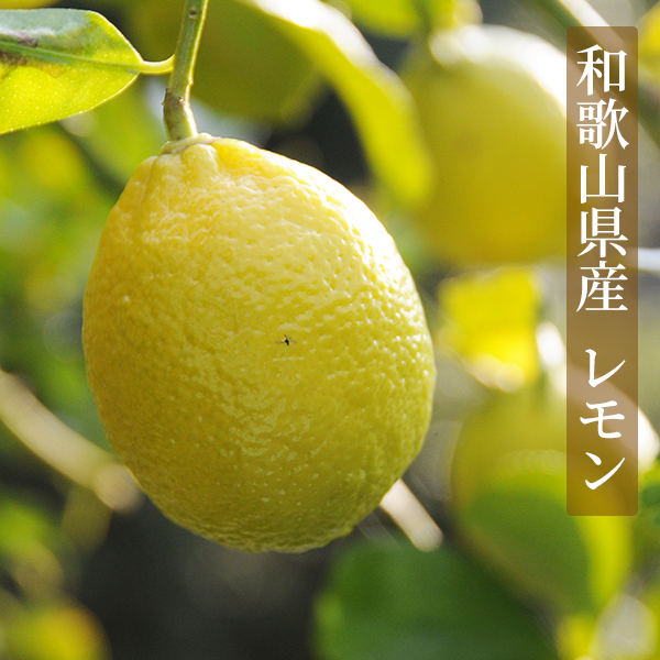 ドライフルーツレモン