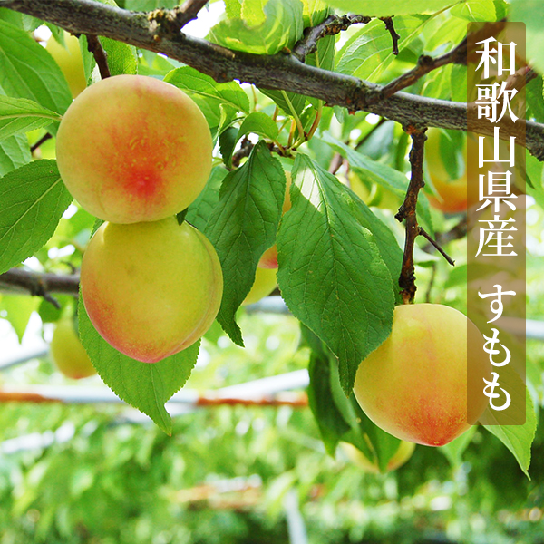 ドライフルーツすもも