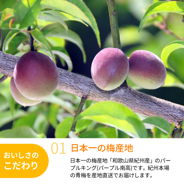 パープルキング(パープル南高）