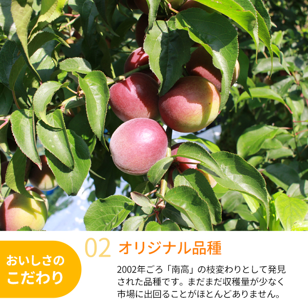2026年販売予定なし＞【送料無料】＜梅ジュース・梅酒用＞パープル