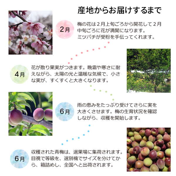 パープルキング(パープル南高）