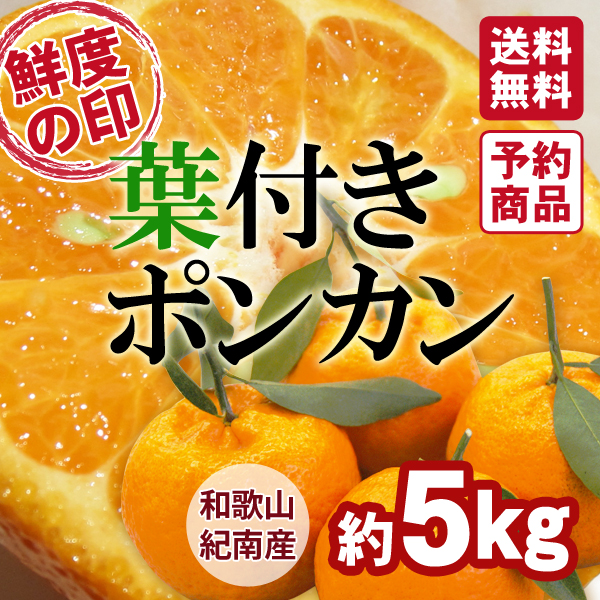 葉付きポンカン