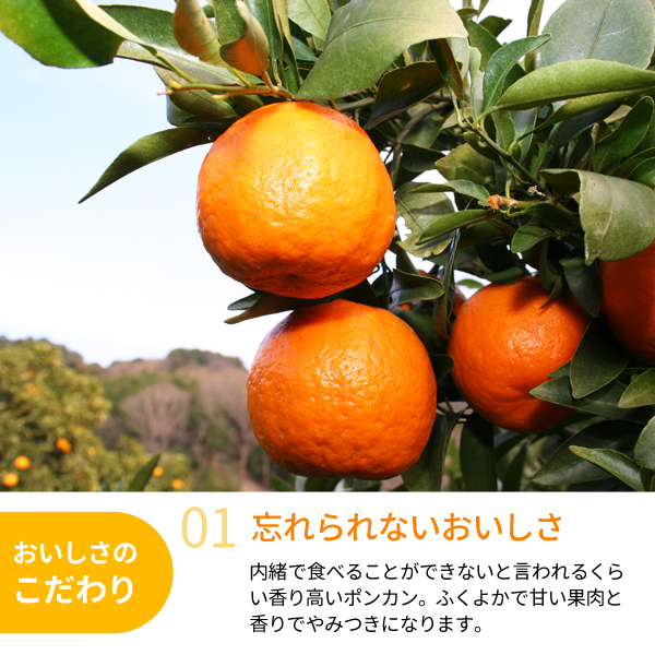 葉付きポンカン