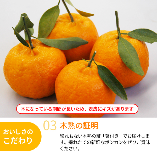 葉付きポンカン