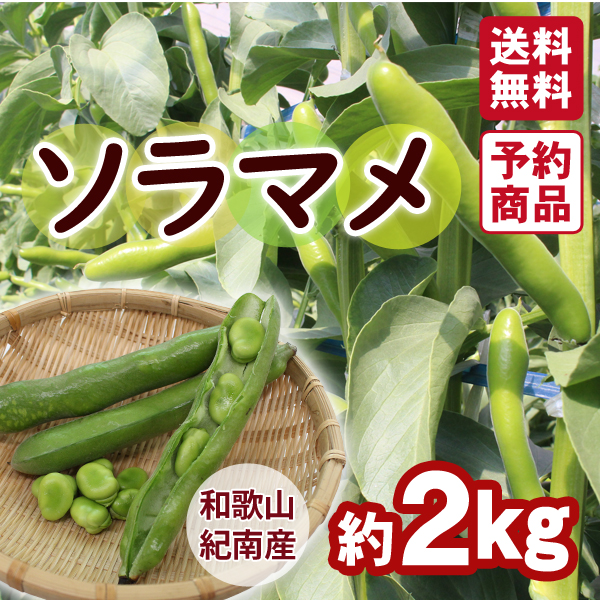 ソラマメ