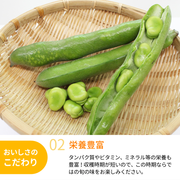 ソラマメ