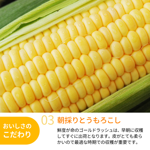 和歌山県とんだ産 朝採りとうもろこし「ゴールドラッシュ」 約