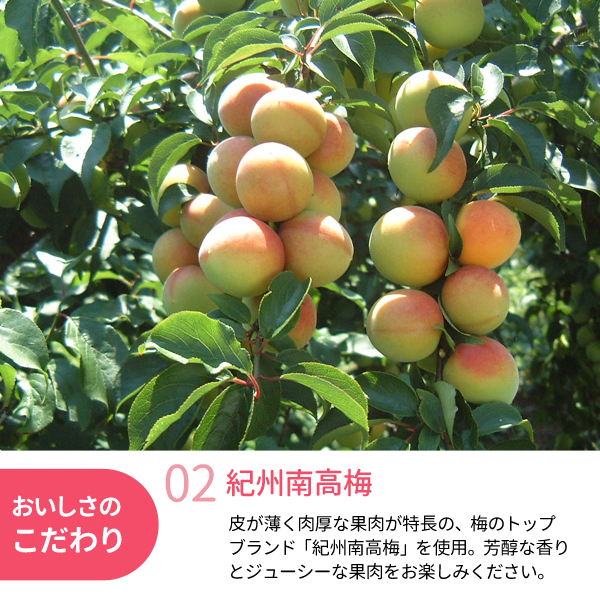 本格梅干しサワーが作れる南高梅
