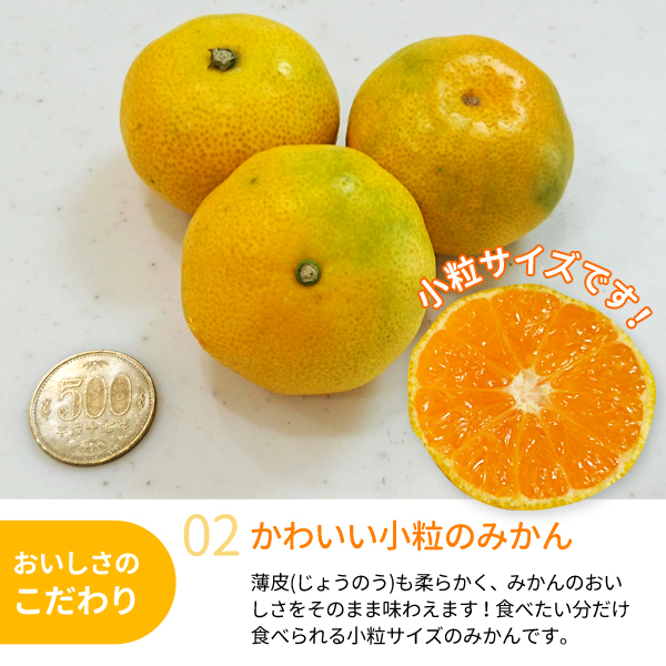 数箱のみ‼️少し早い木熟南高梅　3L2Lサイズ　5kg みかんキング 数箱限定‼️少し早い木熟南高梅 3L2Lサイズ 5kg みかんキング