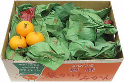 専用♥みかん♥超肉厚⭐ゆったり大人☆Wボア★ネックウォーマー⭐茶 熊本 苓北町 樹成り完熟袋がけみかん 夢味（ときめき） | G-Call