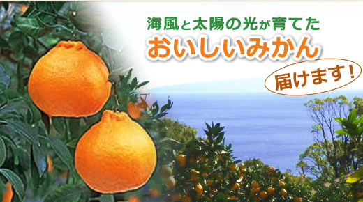 海風と太陽の光が育てたおいしいみかん届けます