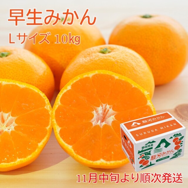 2026〜早生みかんL10kg