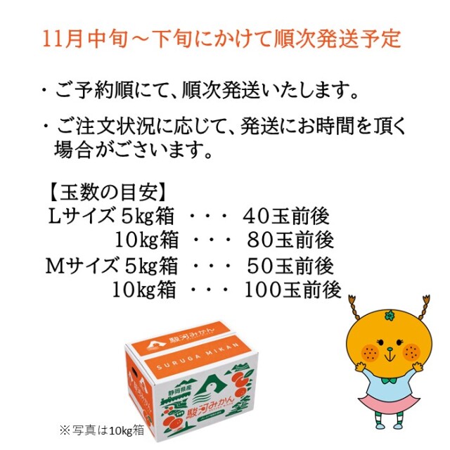 早生みかん玉数2026〜