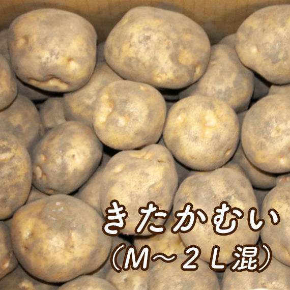 きたかむい（Ｍ～２Ｌ混）【送料込み・発送は11月上旬頃から】