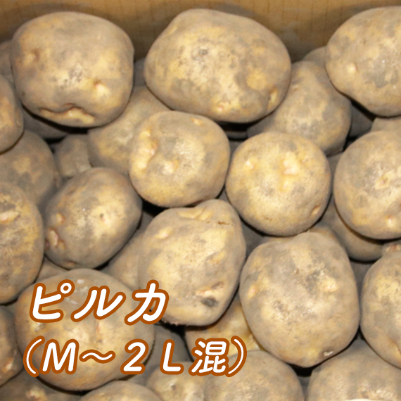 ピルカ（Ｍ～２Ｌ混）【送料込み・発送は11月上旬頃から】
