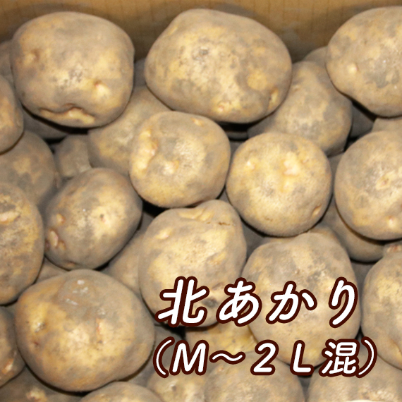 北あかり（Ｍ～２Ｌ混）【送料込み・発送は11月上旬頃から】