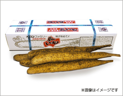 【売切御免！限定販売】夕張市産長いも Mサイズ3kg