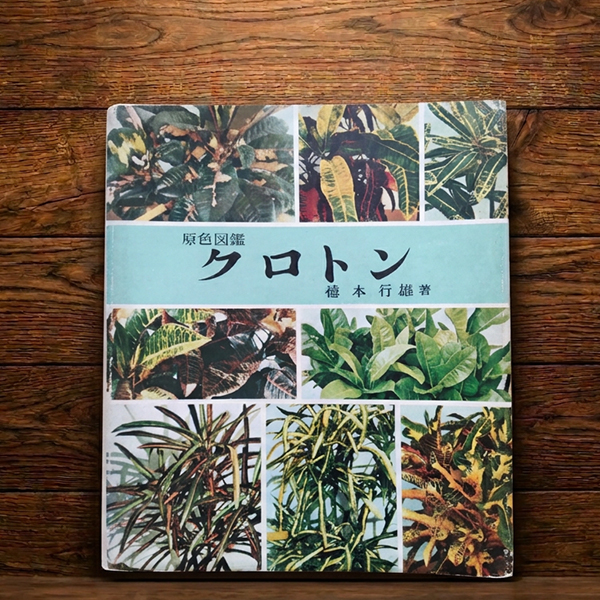 クロトン