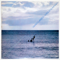 暖流／山下洋輔イントロデューシング国仲勝男（中古LP／見本盤美盤）