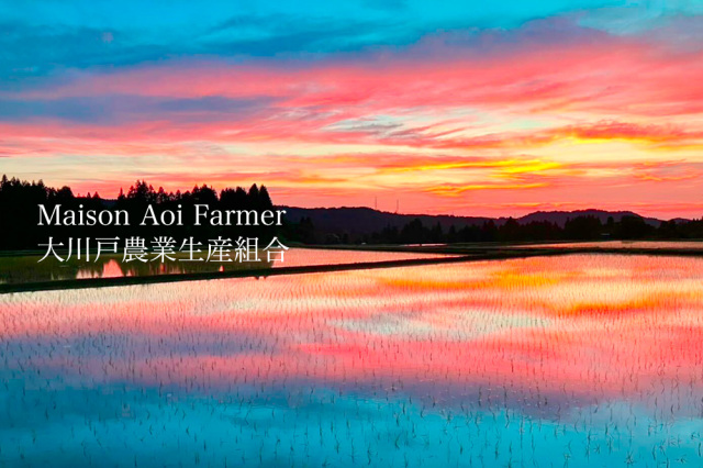 Maison Aoi 葵酒造 日本酒
