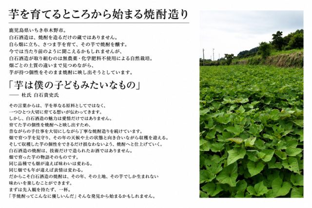 天狗櫻　芋焼酎　白石酒造　鹿児島