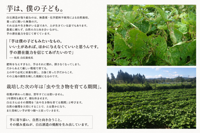 天狗櫻　芋焼酎　白石酒造　鹿児島