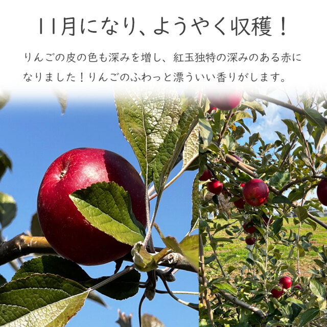 りんご　紅玉