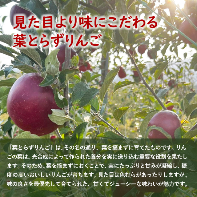 紅玉 りんご