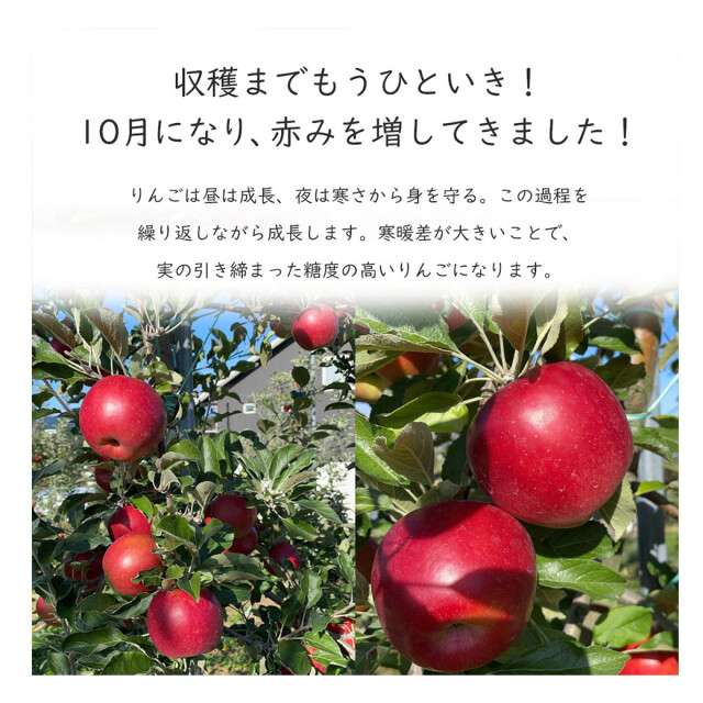 紅玉 りんご 2023