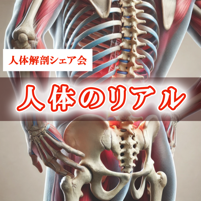 施術に役立つ　人体のリアル　～人体解剖シェア会～