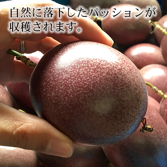 送料無料】沖縄産パッションフルーツ 2kg（15～18玉） 沖縄県糸満市産