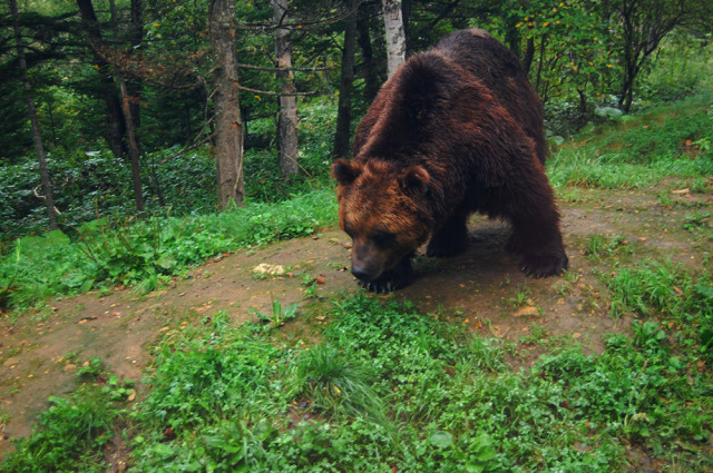 クマ避けシート