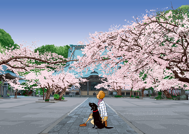 桜の朝