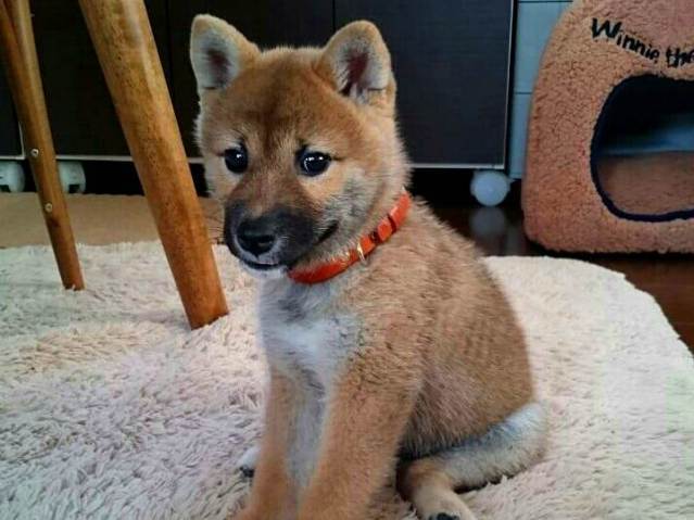パピー 仔犬 お散歩用慣らし首輪 本牛革製 無地プレーン 一枚革 Ss サイズ カラーがお選び頂けます